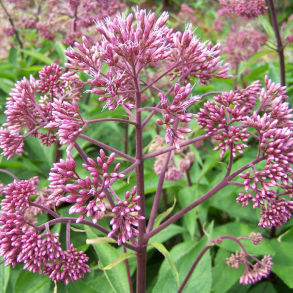 Eupatorium purpureum - Hjortetr�st