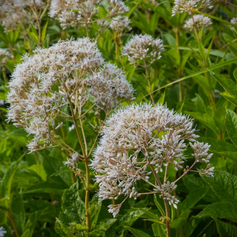 Eupatorium rugosum Snowball - Hjortetrst 2L