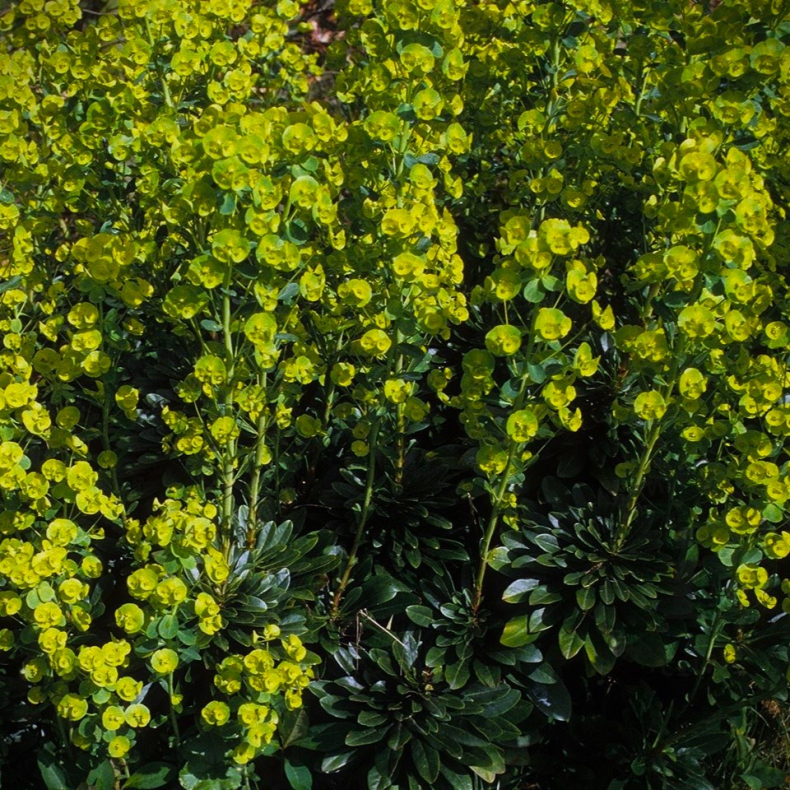 Euphorbia amygdaloides ssp. Robbiae - Lundvortemlk