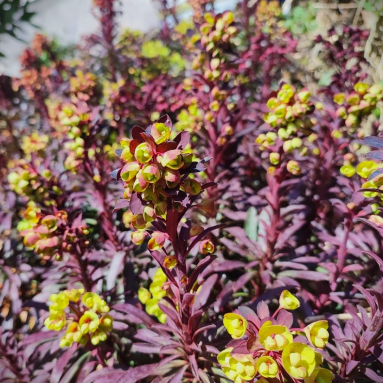 Euphorbia characias Miners Merlot - Vortemlk