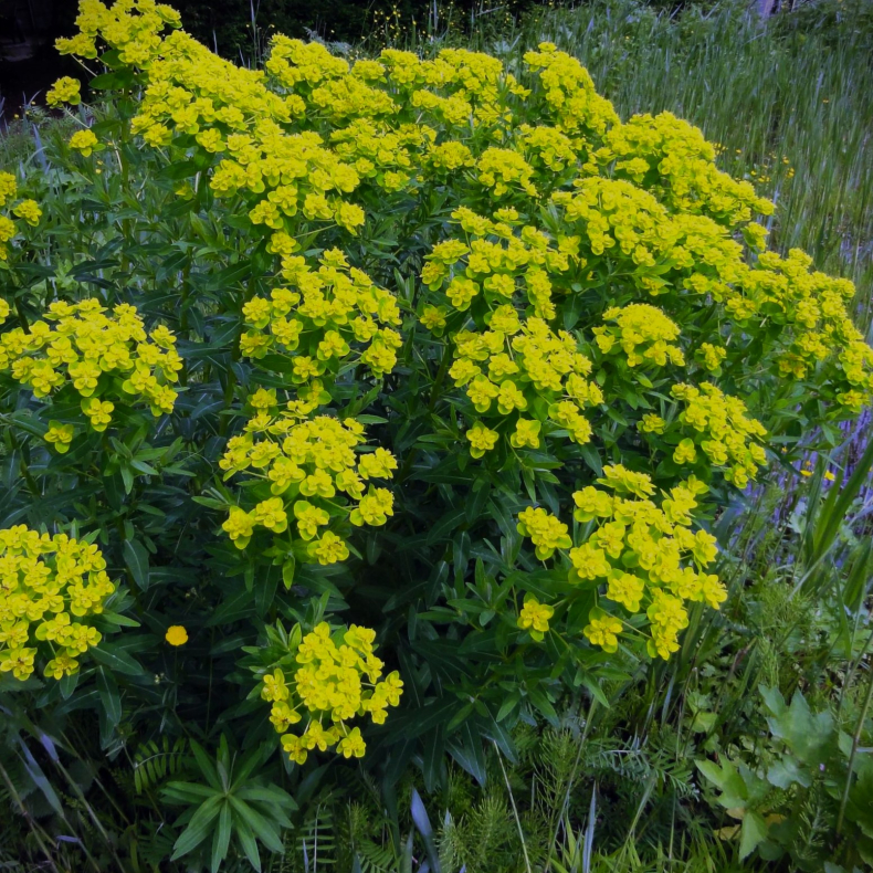 Euphorbia palustris - Strand Vortemlk