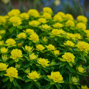 Euphorbia polychroma - For�rs vortem�lk 1L