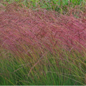 Festuca amethystina - Regnbuesvingel