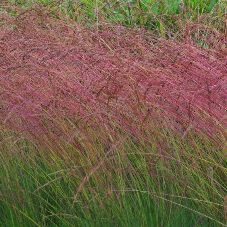 Festuca amethystina - Regnbuesvingel