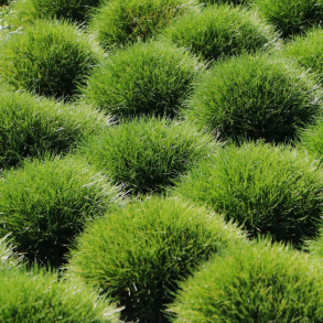 Festuca gautieri Pic Carlit - Bj�rnegr�s - Svingel 