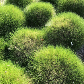 Festuca gautieri - Bj�rnegr�s 