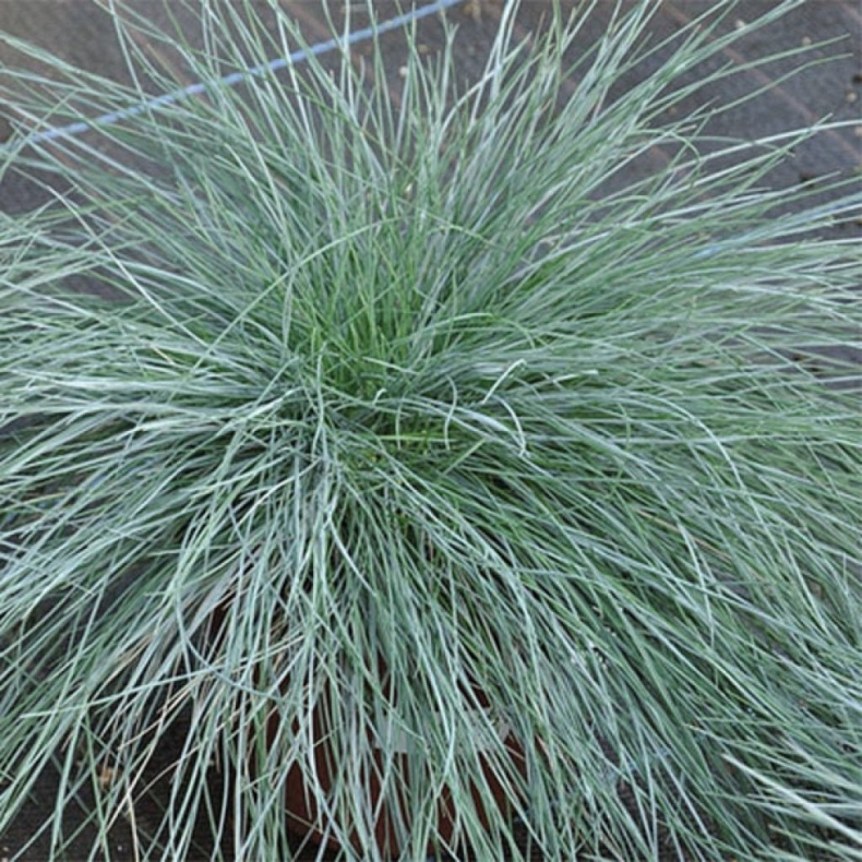 Festuca glauca - Bjrnegrs