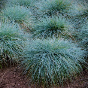 Festuca glauca Elijah Blue - Bjrnegrs