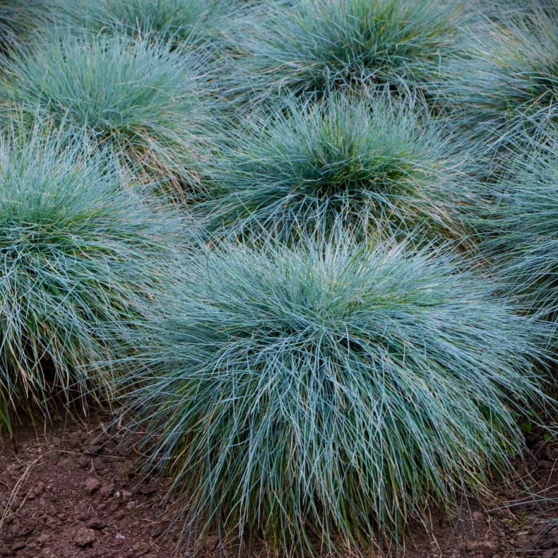 Festuca glauca Elijah Blue - Bjrnegrs