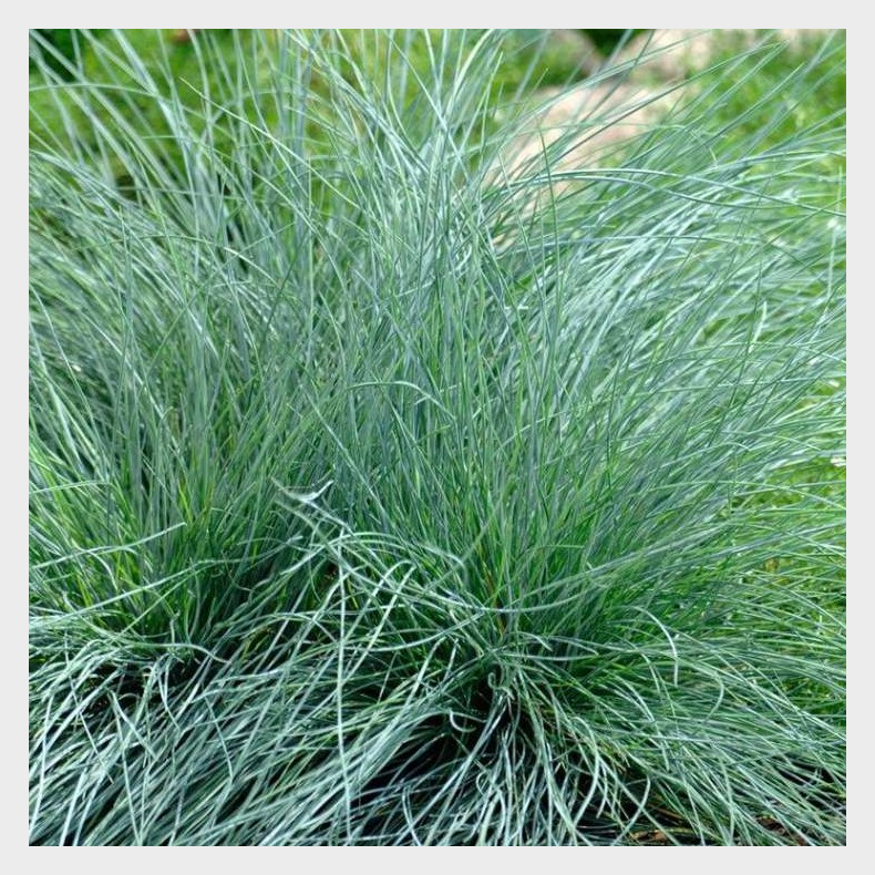 Festuca glauca Festina - Bjrnegrs
