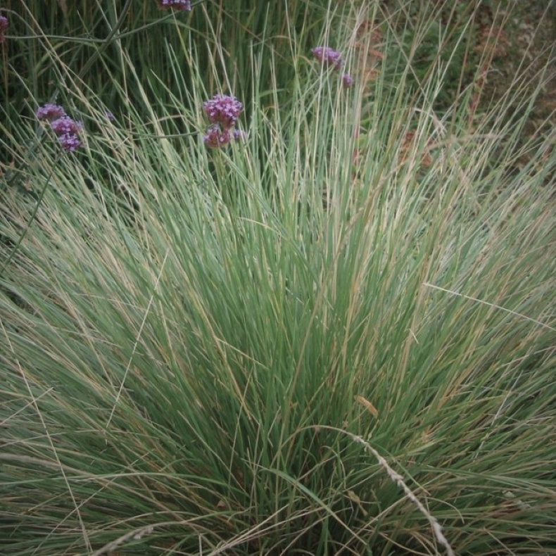 Festuca mairei - Bjrnegrs