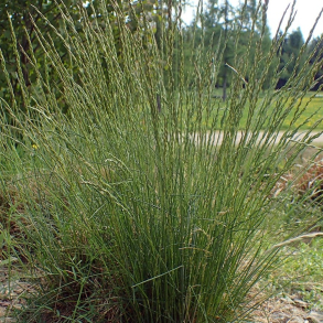 Festuca ovina - F�re-svingel