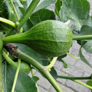 Ficus carica Bornholm - Figen