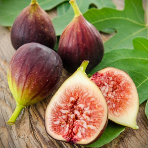 Ficus carica Brown Turkey - Figen