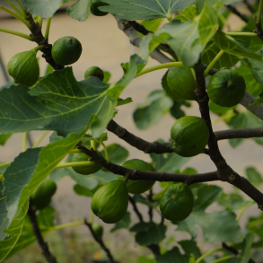 Ficus carica Gustissimo Peretta - Figen