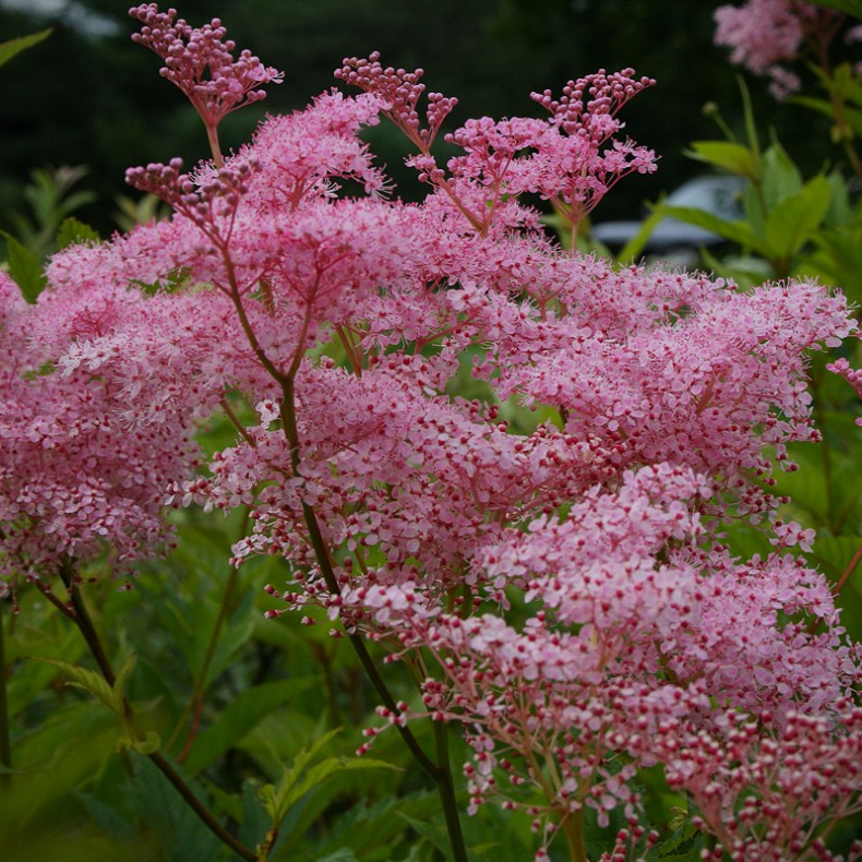 Filipendula rubra Venusta - Mjdurt