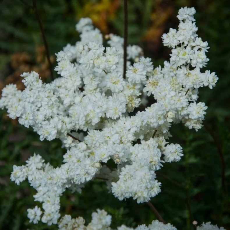 Filipendula vulgaris Plena - Knoldet Mjdurt