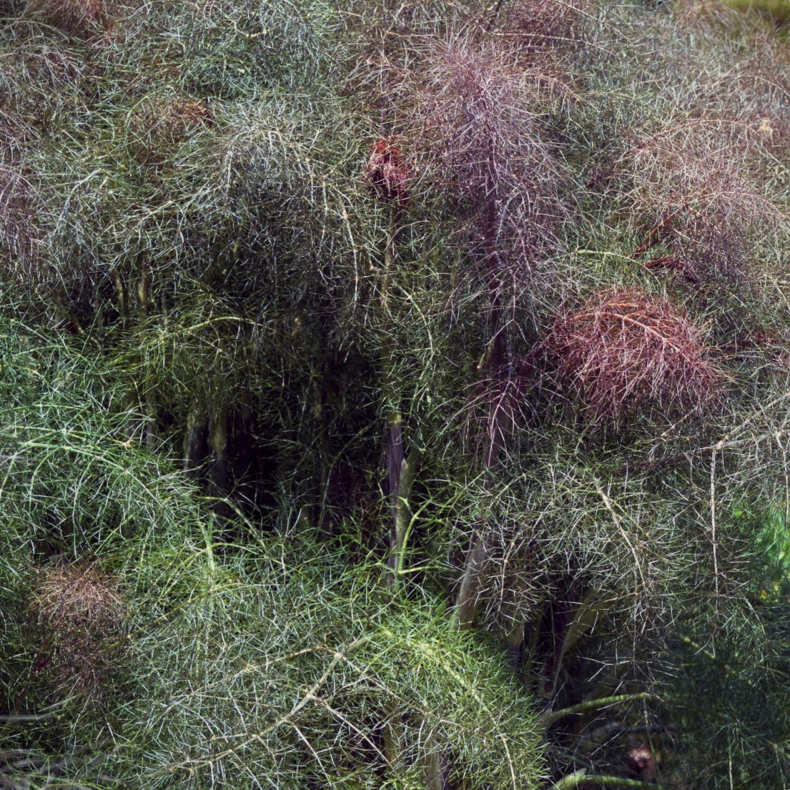 Foeniculum vulgare Rubrum - Bronzefennikel
