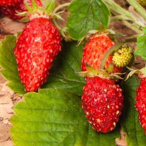 Fragaria Baron Von Solemacher - Skovjordb�r