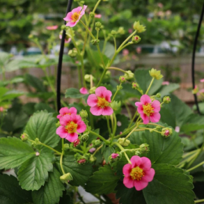 Fragaria hyb. Double Pleasures Happy Eyes - Jordb�r