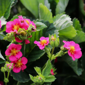 Fragaria hyb. Double Pleasures Pink Wonder - Jordb�r
