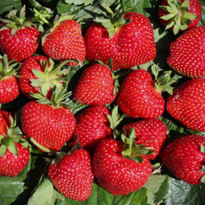 Fragaria hybrida Frutium Bonneure - Jordb�r