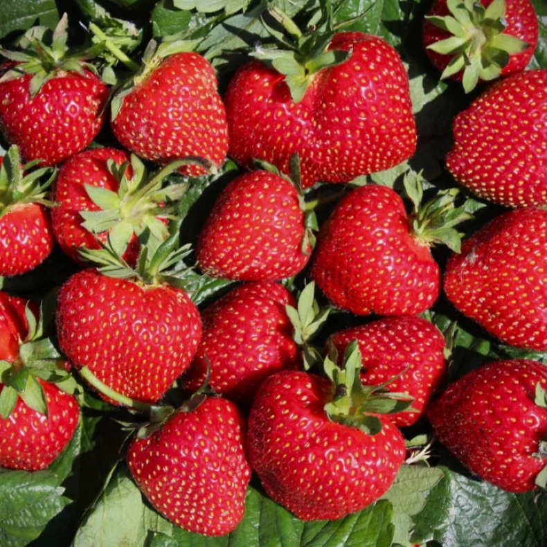 Fragaria hybrida Frutium Bonneure - Jordb�r