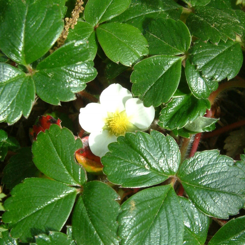 Fragaria chiloensis Chaval - Strandjordbr