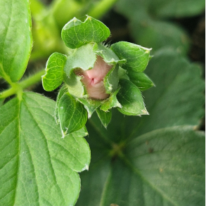 Fragaria x ananassa  Delirose - Jordb�r