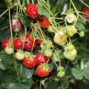 Fragaria hybrida Parfum Fraisibelle - Jordb�r
