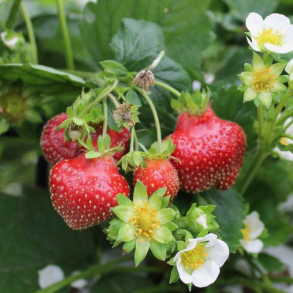 Fragaria hybrida Parfum Freeclimber - Jordb�r