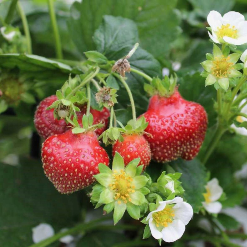Fragaria hybrida Parfum Freeclimber - Jordb�r