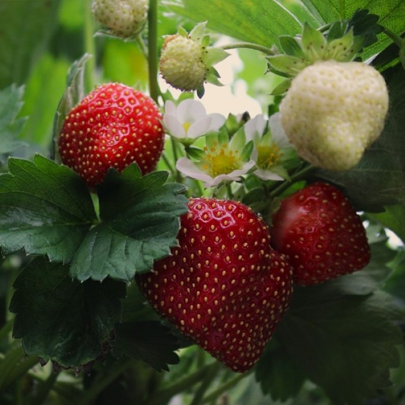 Fragaria hybrida Parfum Ewigi Liebi - Jordb�r