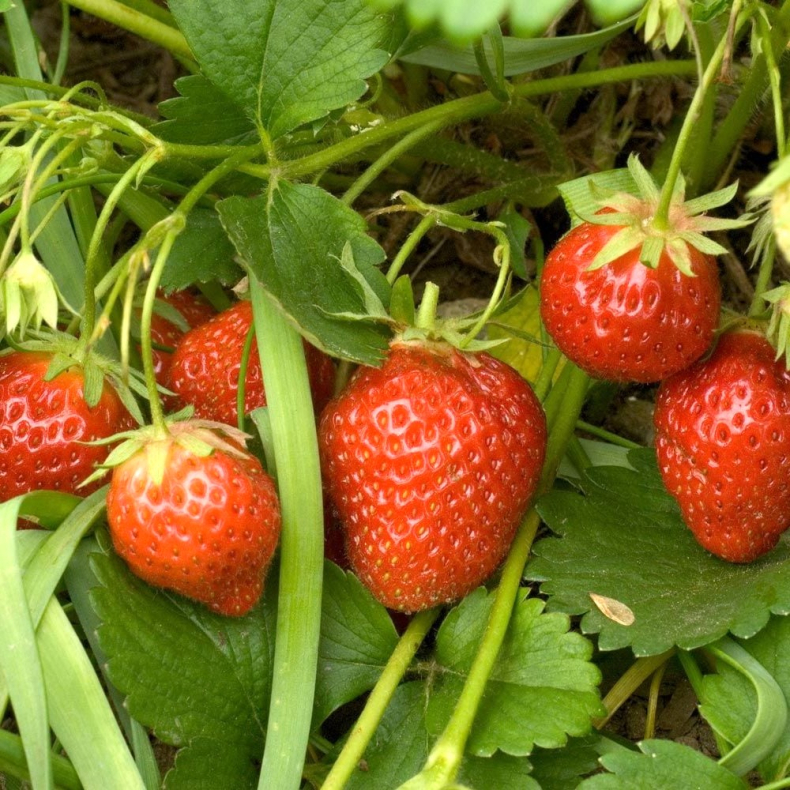 Fragaria vesca Mara des Bois - Skovjordbr store