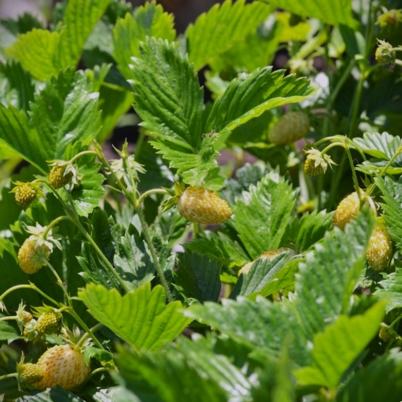 Fragaria vesca Yellow Wonder - Immerbr