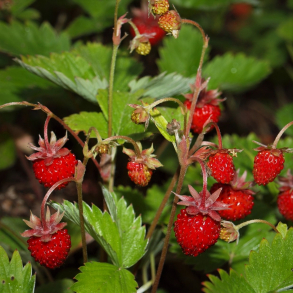 Fragaria vesca - Skovjordb�r