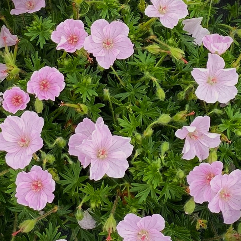 Geranium hybrida Frivolius Pink - Storkenb