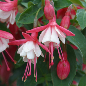 Fuchsia Lady Thumb - Havefuchsia 