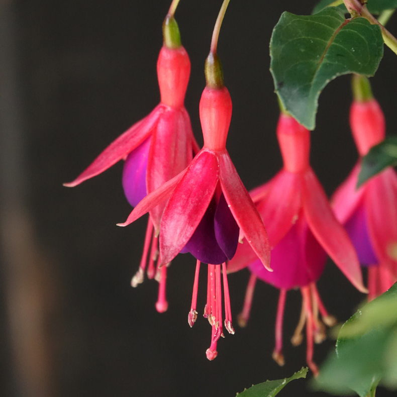 Fuchsia hybrida Mrs Popple - Havefuksia 