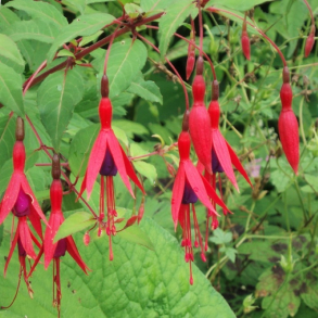 Fuchsia magellanica Riccartonii - Hkfuksia 