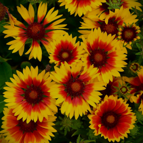 Gaillardia aristata Kobold - Kokardeblomst