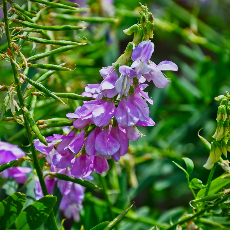 Galega officinalis - Stregb�lg 