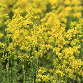 Galium verum - Gul snerre