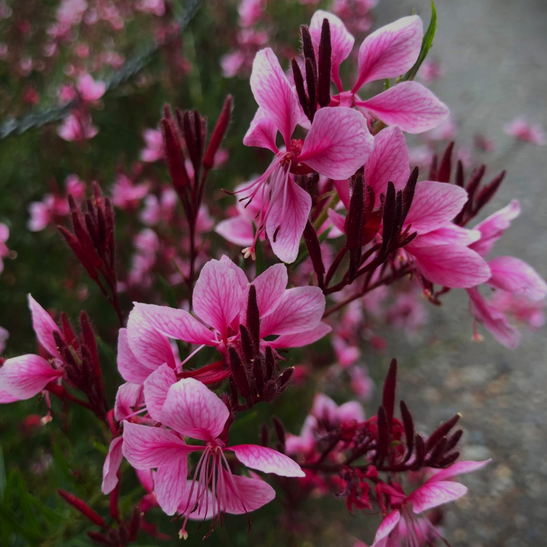 Gaura lindheimeri Siskiyou Pink - Pragtkrte
