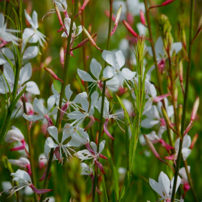 Gaura lindheimeri Whirling Butterflies - Pragtk�rte