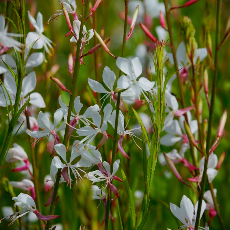 Gaura lindheimeri Whirling Butterflies - Pragtkrte