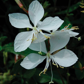 Gaura lindheimeri  - Pragtk�rte