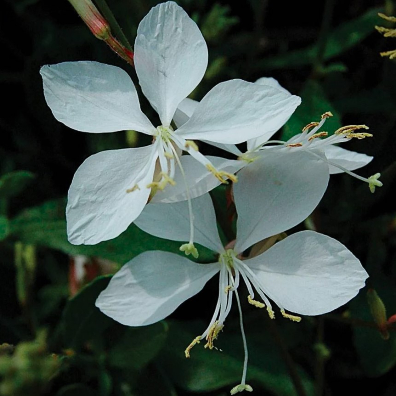 Gaura lindheimeri  - Pragtkrte