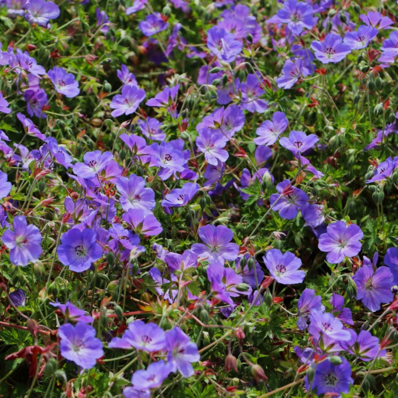 Geranium Azure Rush - Storkenb 2L
