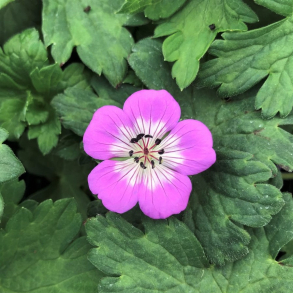 Geranium Bloom Time - Storken�b 2L